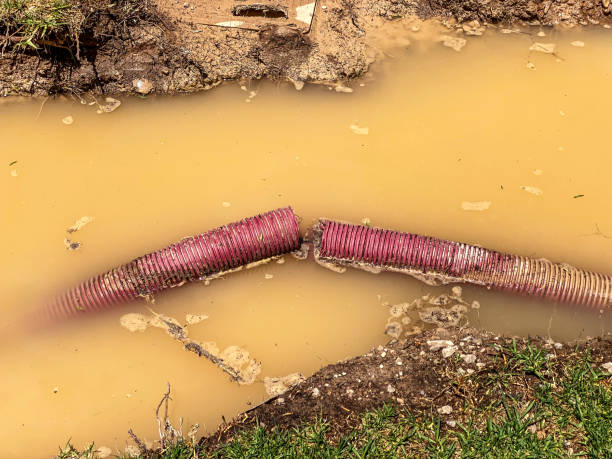 Best Professional water damage repair  in Dixon, CA